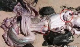 苏联科学家爆料人鱼视频,人鱼视频背后的惊人真相